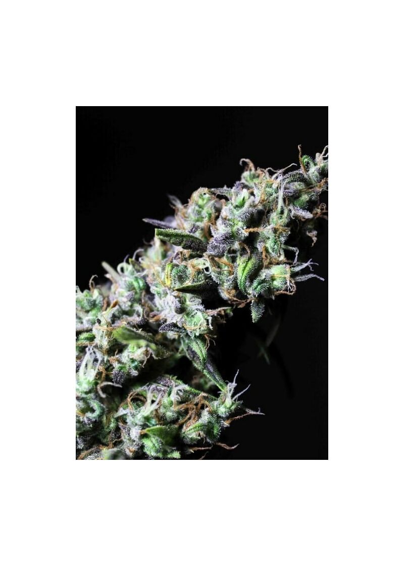 Icer, Фасовка: 3+3, изображение 3